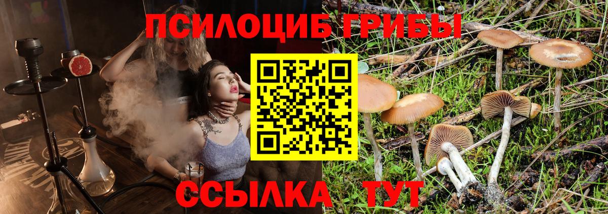 Галлюциногенные грибы Cubensis  Псилоцибиновые грибы прущие грибы  Вход с VPN  Менделеевск 